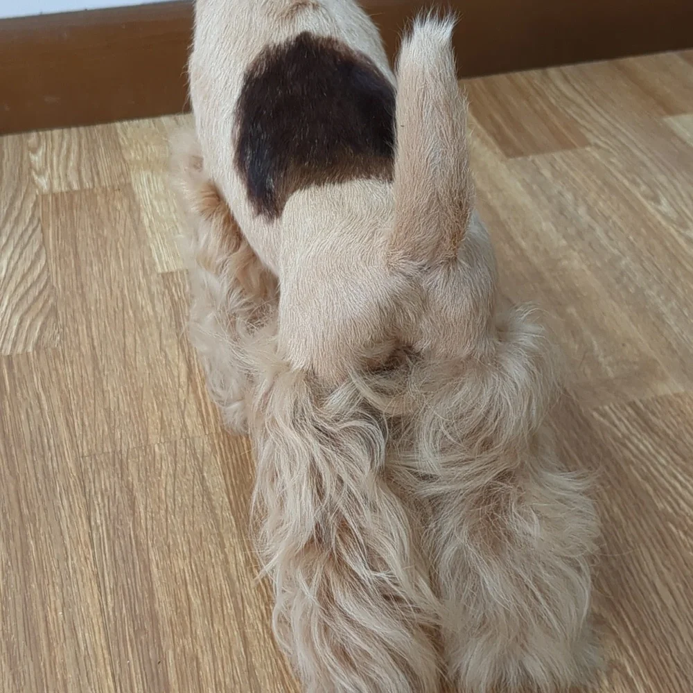 Dog Model Display, Terrior Breed, Lifelike Dog Pet
